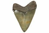 Serrated, Juvenile Megalodon Tooth - North Carolina #355869-1